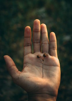 An open hand gently holding dried wildflowers in an outdoor setting, evocative of connection with nature.